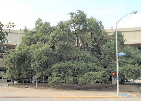 Hanging Oak at Capitol Ave.