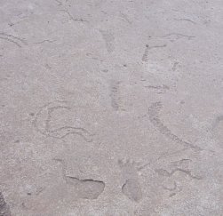 Foot print